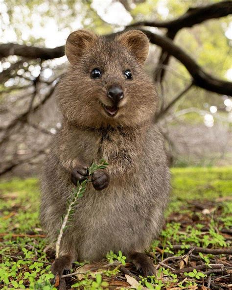 quako|quokka animal.